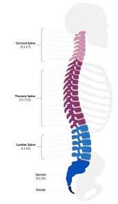 The Devastating Impact of Spinal Cord Injuries